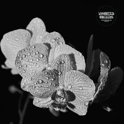 ASSORTED ORCHIDS S/t LP NEW VINYL Whale Watch  • $19.99