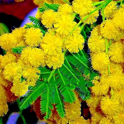 10 GOLDEN MIMOSA Tree Seeds Acacia Baileyana Yellow Wattle Flower Fast Growing • $6.95