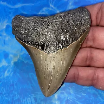 Megalodon Shark Tooth 3.51” Huge Teeth Meg Scuba Diver Direct Fossil Nc 2830 • $26