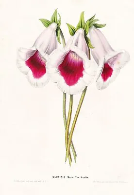 Gloxinia Flower Botany Van Houtte Lithograph 1850 • £13.50