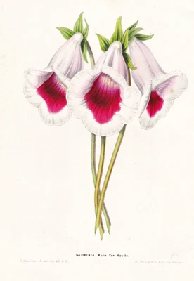 Gloxinia Flower Botany Van Houtte Lithograph 1850 • £13.50