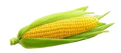 Vegetable Plants - Sweetcorn 'Earlibird' - Large Plants - 18 X Full Plant Pack • £16.95