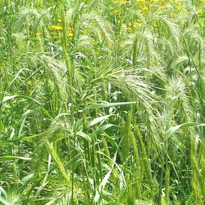 500+VIRGINIA EASTERN WILD RYE Grass Seeds Native Prairie Bunchgrass Spring Fall • $2.75