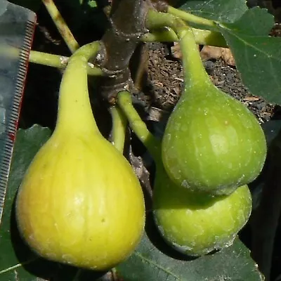 Yellow Long Neck Fig - Ficus Carica - Live Well Rooted STARTER Plant • $19.99