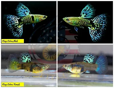 $30.95 • Buy 1 TRIO - Live Aquarium Guppy Fish High Quality -  King Cobra