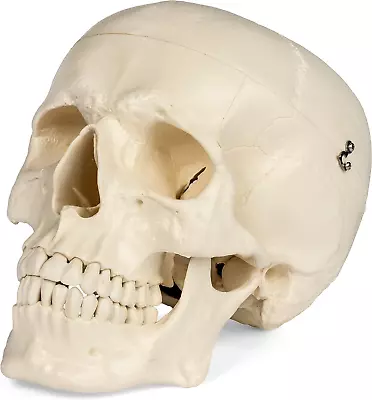 Medical Anatomical Skull Model - 3 Parts - Life Sized Human Mold • $56.99