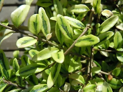 £6.95 • Buy 3 X Lonicera Nitida Lemon Beauty Variegated Evergreen Shrub Plants In 7 Cm Pots