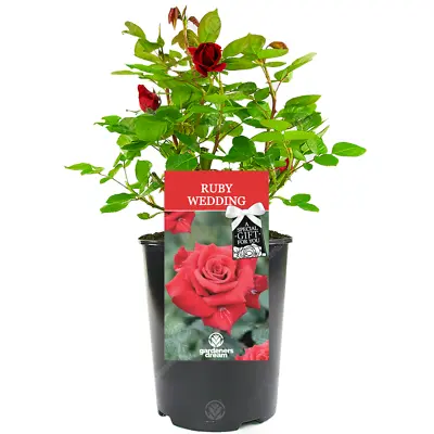 £23.99 • Buy Ruby Wedding Rose - 40th Wedding Anniversary Gift - Live Rose Bush Plant