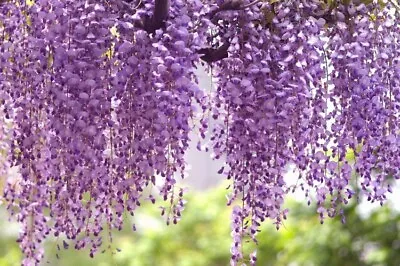 £32 • Buy Wisteria Sinensis Purple Flowering 1m Height Hardy Climbing Garden Shrub Plant