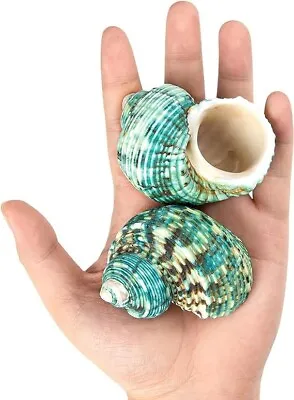 02 Large Natural Conch Seashells Green Turbo Hermit Crab Shells Rare Real 2.7-3  • $21.85