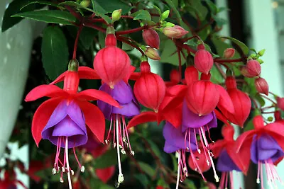 20 HARDY FUCHSIA Magellanica Pink Purple Hummingbird Flower Shrub Seeds • $4