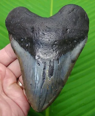 MEGALODON SHARK TOOTH - 5 & 1/2  -  SHARKS TEETH  W/  DISPLAY STAND - MEGLADONE • $185