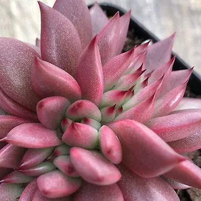 Echeveria Agavoids Remeo Crested Succulent Seeds X40 • $19.95