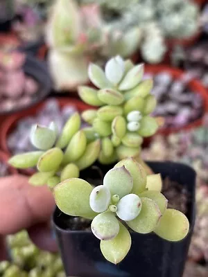 2” Cotyledon ‘Pendens’ Succulent • $7.99