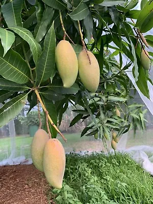 $250 • Buy Mango Tree-3 Year Old Ready To Plant Now. Best Tasting EVER!