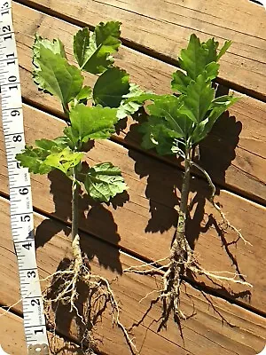 2 Rose Of Sharon Hibiscus Organic Live Plant W/ Roots Transplant Starter Bush  • $16.98