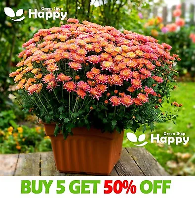 Garden Mum Mix - 200 SEEDS - Chrysanthemum Indicum - Perennial LONG FLOWERING • £2.19