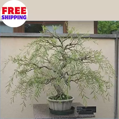 Bonsai Tree Dragon Willow - Thick Trunk Cutting  Indoor/Outdoor Live Bonsai Tree • $23.99