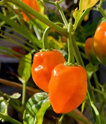 50 Ct Habanero Pepper Seeds NON-GMO Heirloom FREE SHIPPING • $1.89