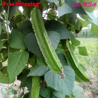 WINGED BEAN SEEDS ĐẬU RỒNG DARA DHAM BALA Manila GOA DRAGON BEAN SEEDS • $12