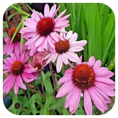 Echinacea 'Purpurea' X 8 Bare Root Plants Hardy Perennial 'Coneflower' • £12.99