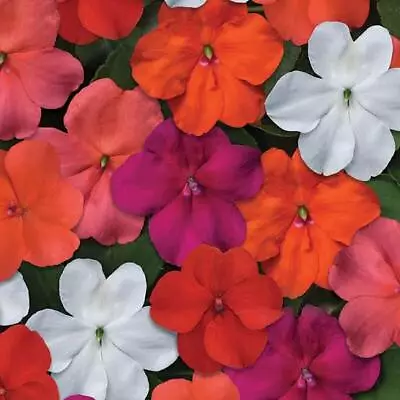 IMPATIENS BABY MIX 30+seeds Compact Bright Heavy Shade OK Bees Butterflies* • $2.45