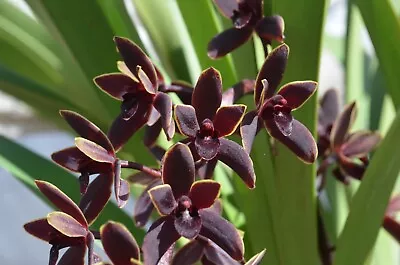 $120 • Buy OoN Cymbidium Orchid Little Beauty 'Indigenous' 125mm Pot. 1 Plant Only
