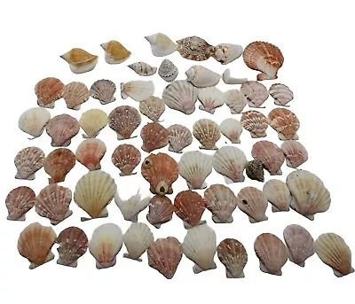 Colorful Seashells Decorations Nautical Scallop Shells Lot Of 50 • $10.72