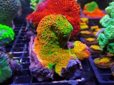 Tropic Thunder Montipora Marine Aquarium Sps Hard Coral • £40