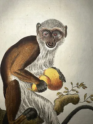 1771 Buffon Hand Colored Copperplate Engraving Very Rare Monkey Primates • $60