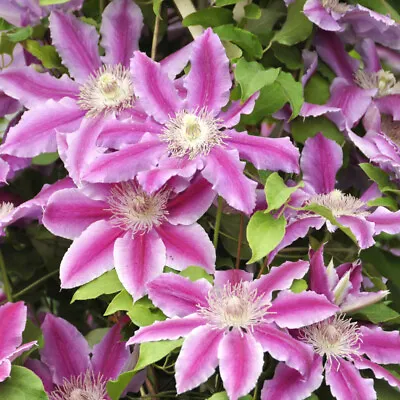 £9.99 • Buy Clematis Candy Stripe Large Flowered 9cm