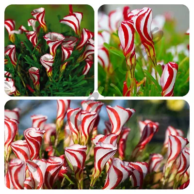 £1.99 • Buy Candy Cane Sorrel Oxalis Versicolor Seeds Garden Flowers 