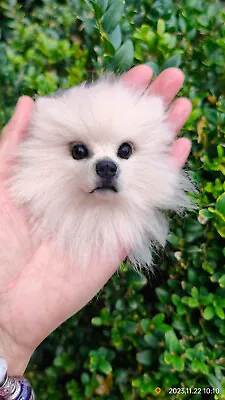 Handmade Needle Felted/POMERANIAN / Brooch/Animal Brooch/Pin/Dog Lover Gift • £16.99