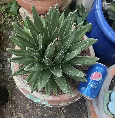 Agave  Ferdinandi Regis  In 300mm Pot. Plant Will Be Sent With Bare Roots. • $350