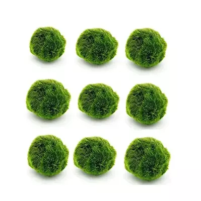 5 Marimo Moss Balls 1-15 Inches Cladophora Live Plant Aquarium In USA. • $22.99