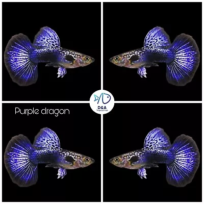 1 Trio - Live Aquarium Guppy Fish High Quality - Purple Dragon HM - USA SELLER • $35.95