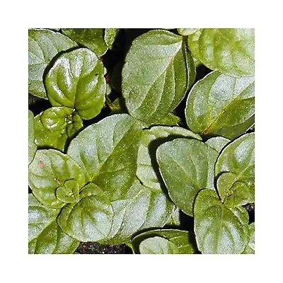 6 Eau De Cologne Mint Herb Plants  Grow Your Own Mint Plant. Herb Garden • £12.99