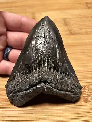 Large Shiny 4.51” Megalodon Tooth No Restoration 100% Natural • $24.50