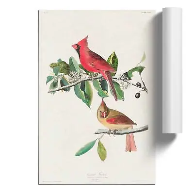 $13.48 • Buy Cardinal Grosbeak Birds Wall Art Poster Print Flowers John James Audubon