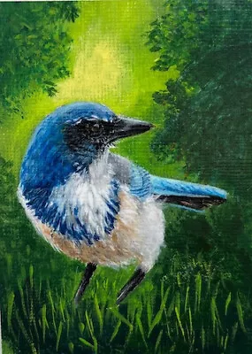 ACEO Bird Painting Scrub Jay Karen Hetzer Artworks • $18