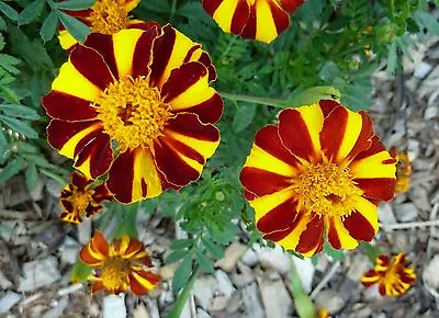 Marigold Dwarf Mr Majestic 0.75 Gram ~ Approx 260 Finest Seeds • £2.29