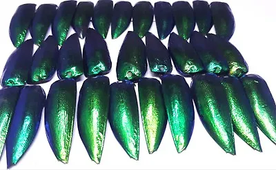 500+ REAL JEWEL BEETLE WINGS Sternocera Aequ Elytra Taxidermy Fashion Design • $29.88