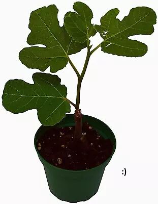 Fig Tree “Yellow Long Neck  LIVE PLANT. *Don't Buy Cuttings! Get Real Result Now • $16.99