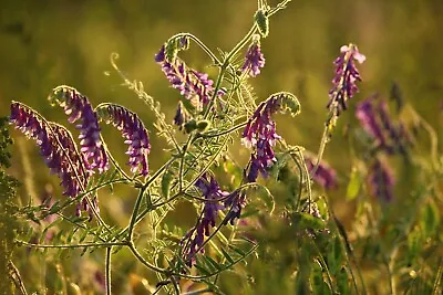 Common Vetch Seeds - Vicia Sativa - Wildflower - Green Manure 30g 400 Seeds • £2.55