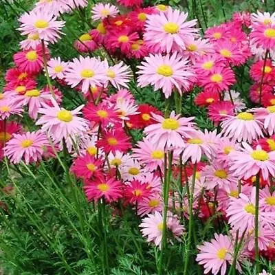 Painted Daisy ROBINSONS GIANT MIX Perennial Huge Cut Flowers Non-GMO 100 Seeds! • $3.98