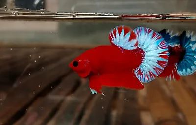 Super Quality Hellboy Red Betta Fish MALE OR FEMALE/BREEDING PAIR | Good Fish/ • $34.99