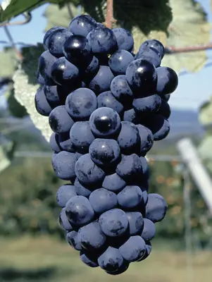 Grape Seeds (Vitis Vinifera) Var. Muscat Bailey Grapes Original • $200