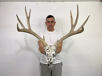 146” Mule Deer Antlers Skull European Taxidermy Mount Cabin Decor Craft Horns • $0.99