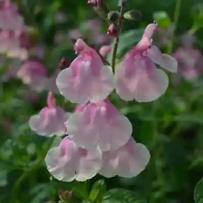 3x Salvia Perennial Candy Dream Plug Plants Aromatic Sage Two Tone Pink Flowers • £9.95