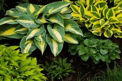 Hosta Mixed 12 Seeds -BlueGreenVariegatedWavyShinySmooth -AMAZING MIX • £2.99